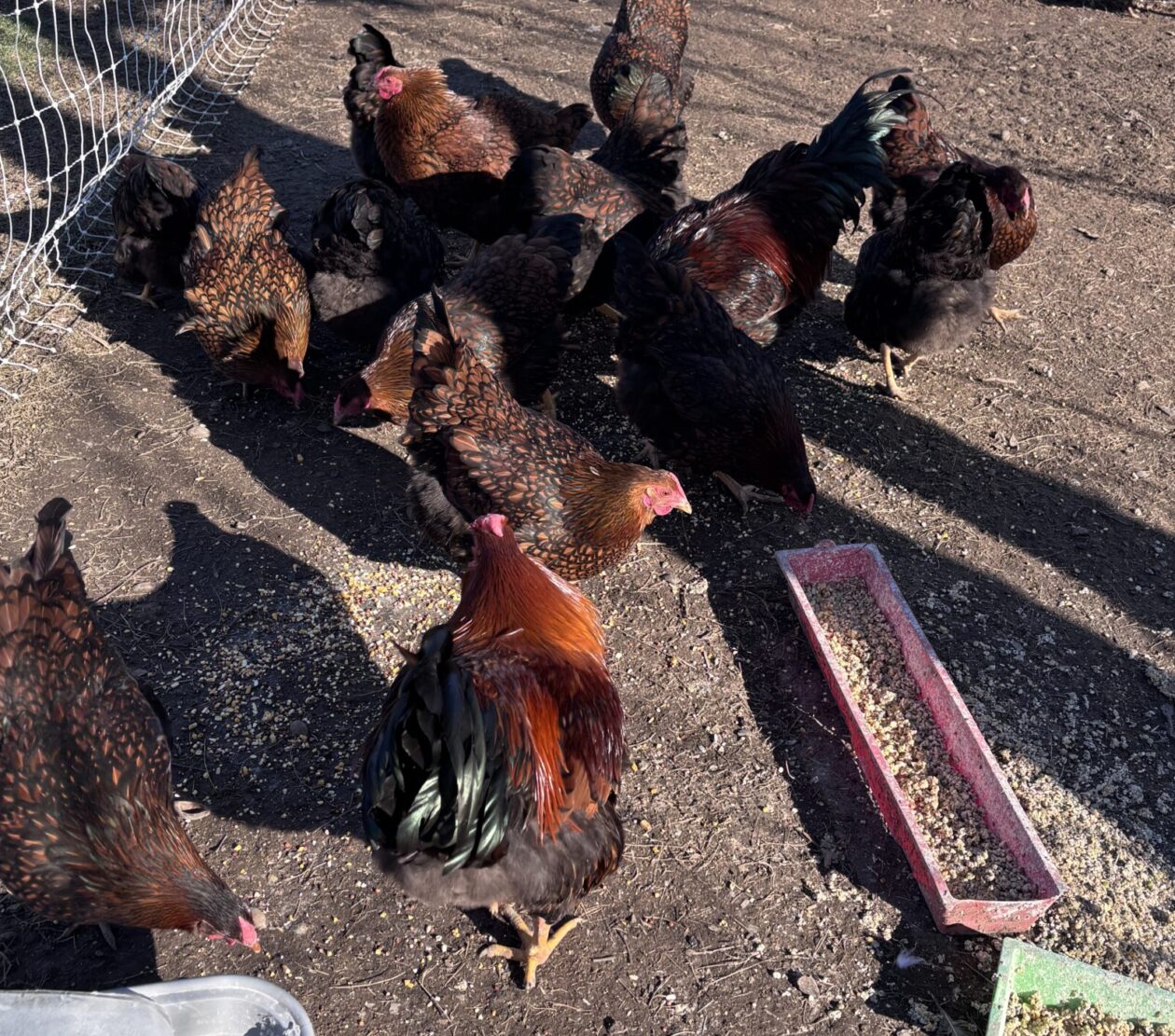 Gmas Fowl